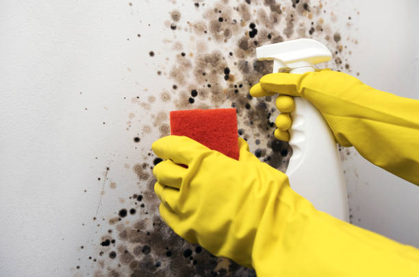 Best Attic Mold Removal  in Wauwatosa, WI