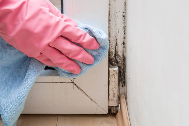 Professional Mold Removal in Wauwatosa, WI